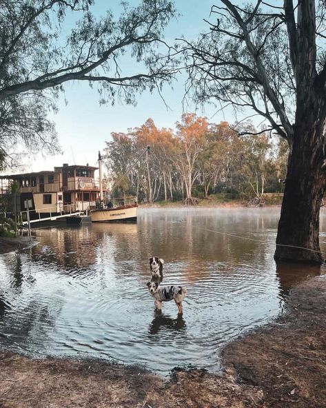 Mornings on the Murray 🐶 you can take in the historic charm of the Murray River in Echuca Moama, home to the world's largest fleet of operating riverboats, just 2.5 hours from Melbourne. 📸 via IG/heidimoncrieffmusic Murray River, Melbourne Travel, River Painting, Paddle Boat, Sculpture Park, River Boat, Water Skiing, Adventure Park, Photography Wallpaper