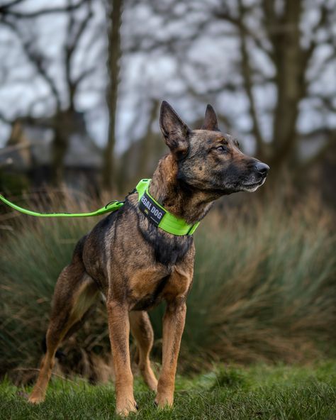 📸 Meet Matrix, green is totally your colour 💚  ⚜️ Regal Dog - The Luxury Dog Brand ⚜️⁠ ⁠ 🛒 Shop Now: REGALDOG.CO.UK⁠  📸 @deadsharpmedia @taylorjay_d ⁠ #️⃣ #dogs #dogsofinstagram #dog #dogstagram #puppy #doglover #dogoftheday #instadog #doglovers #doglife #pets #love #Regaldog #fyp #lovethis #photography #photolove #workingdog Trained Dog, Puppy Checklist, Cute Baby Cow, Dog Poses, Dog Branding, Work Gear, Belgian Malinois, Baby Cows, Dog Gear