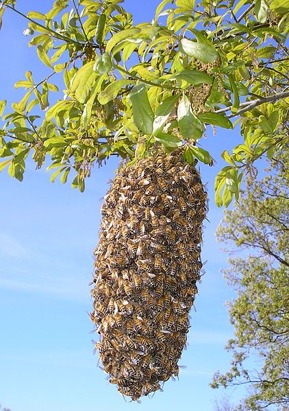 Interhomeopathy - Comparing Insect remedy and Spider remedy themes Apiary Beekeeping, Honey Bee Swarm, Swarm Of Bees, All About Bees, Bee Removal, Keeping Bees, Backyard Bee, Raising Bees, Bee Swarm