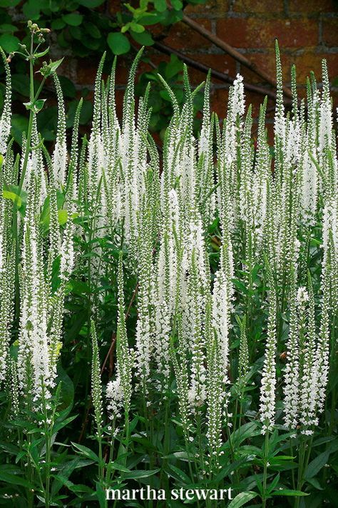 Also known as Veronica, this vertically inclined flower brings container or garden bed interest with its colorful, carefree blooms coming in colors such as blues, reds, pinks, and violets. Hummingbirds and other pollinators adore this plant. #gardening #gardenideas #garden #perennialtips #perennialflowers #perennialgarden #marthastewart Spring Perennials, Moonlight Garden, Seaside Garden, Full Sun Perennials, Sun Perennials, Cottage Garden Plants, Knotty Pine, Tall Flowers, Moon Garden