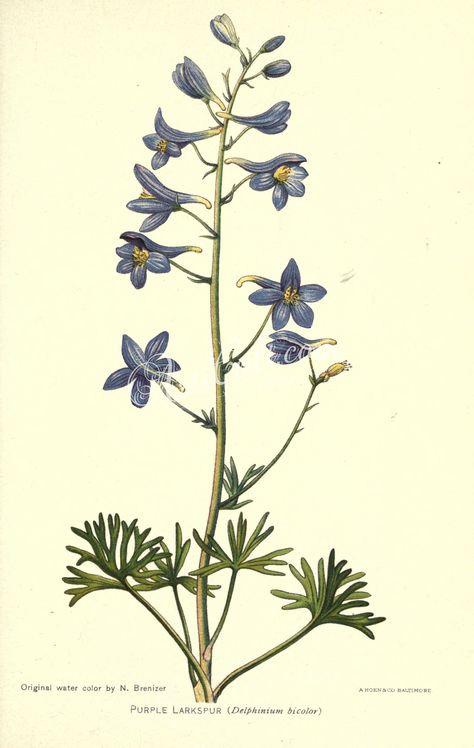 Larkspur Delphinium, Purple Larkspur, Larkspur Flower, Old Book, Delphinium, Image Collection, Vintage Images, Art Inspo, High Resolution