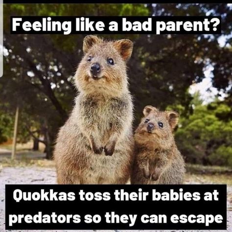 Fifteen Parenting Memes For People Tired Of Their Kids - Memebase - Funny Memes Bad Humor, Bad Parents, Parenting Memes, Memes Humor, Funny Animal Memes, Top Funny, Parenting Humor, Picture Captions, Funny Animal Pictures