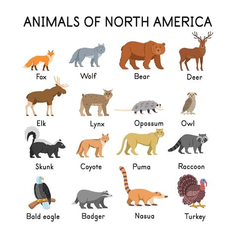 Animals of north america fox wolf bear d... | Premium Vector #Freepik #vector #skunk #opossum #raccoon #lynx Animals Of North America, Vogel Silhouette, Illustration For Kids, Tropical Animals, Concept Art Drawing, Lynx, Cartoon Illustration, Vintage Illustration, Badger