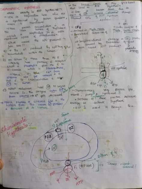 Notes of Photosynthesis in Plants till Chemiosmotic Hypothesis of chapter of Unit Human Physiology. Neet Notes, Human Physiology, Biology Notes, Photosynthesis, Biology, Bullet Journal, Human, Plants