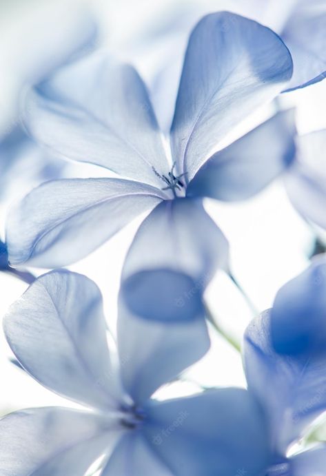 Periwinkle Branding, Periwinkle Widgets, Blue Flowers Photography, Periwinkle Aesthetic, Color Wheel Projects, Periwinkle Flower, Periwinkle Flowers, Whimsical Bedroom, Front Door Paint Colors