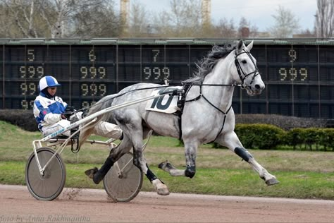 Standardbred Racing, Orlov Trotter, Driving Horses, Horses Videos, Standardbred Horse, Horse Cart, Pony Breeds, Horses Tack, Majestic Horses