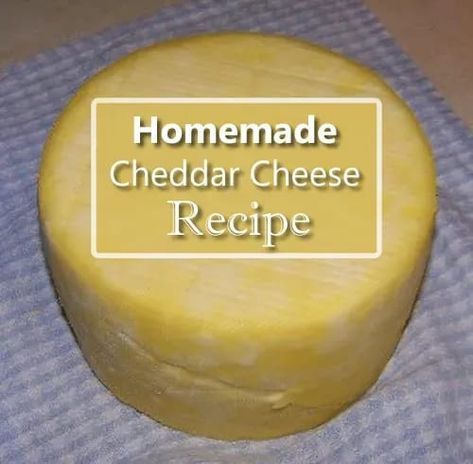 Homemade Cheddar Cheese Recipe | Homemade Recipes Aquaponics Design, Homemade Cheddar Cheese, Cheese Press, Cheese Recipes Homemade, Cheddar Cheese Recipes, Cheese Making Recipes, Instant Pot Yogurt, Diy Cheese, Aquaponics Plants