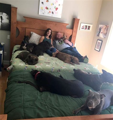 Couple creates giant bed to sleep comfortably with 8 dogs Human Bed, Giant Beds, Bed Extension, Huge Bed, Pregnant Dog, Sleeping Alone, Sick Dog, Comfy Bed, Sleeping Dogs