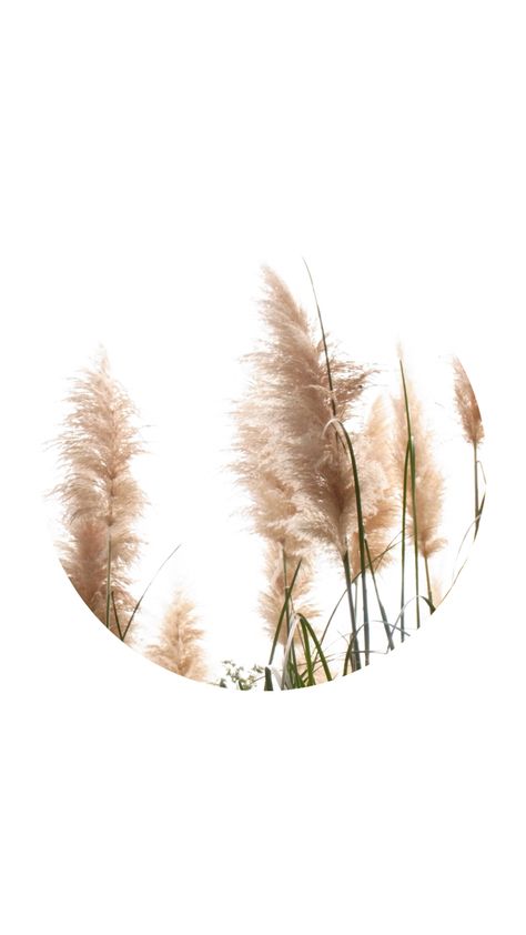 Pampas grass wallpaper background for iPhone Pampas Grass Wallpaper, Background For Iphone, Grass Wallpaper, Iphone Background Wallpaper, Pampas Grass, Background Wallpaper, Iphone Background, Wallpaper Backgrounds, Dried Flowers