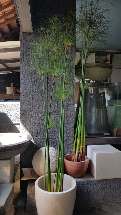 #papyrus tanaman air eksotis tersedia banyak di lapak kami Papyrus Plant Indoor, Papyrus Flower, Papyrus Plant, Tanaman Air, Design Pot, Japanese Garden Landscape, Shade Garden Plants, Garden Wall Decor, Garden Landscape