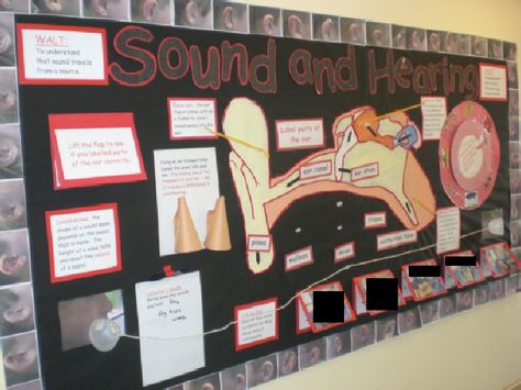 Sound and hearing classroom display photo - Photo gallery - SparkleBox Teaching Sound, Ks2 Science, Grade 4 Science, Science Display, Classroom Display Ideas, Grade 3 Science, Science Anatomy, High School Science Teacher, Sound Science