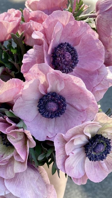 Anemone Flower, Deco Floral, Arte Floral, Flower Farm, Beautiful Blooms, Flower Photos, Flower Pictures, Plant Life, Love Flowers