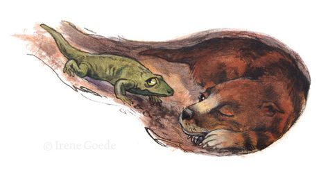 Thrinaxodon & broomistega | Fossil of trinaxodon and broomis… | Flickr The Triassic Cuddle, Triassic Cuddle, Prehistoric Wildlife, Paleo Art, The End Of The World, Extinct Animals, Dark Art Illustrations, Prehistoric Creatures, Creature Feature