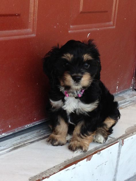 Our little Summer! (Cavapoo) Lab Pitbull Mix Puppy, Cavapoo Black, Shorkie Puppies, Maltipoo Dog, Beagle Puppies, Cavapoo Puppies, Purebred Dogs, Beagle Puppy, Mixed Breed Dogs