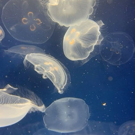 midnights taylor swift aesthetic taycore Pretty Jellyfish, Blue Widget, Wave To Earth, Blue Core, Jelly Fish, 5k Followers, Spotify Covers, Marine Biology, Playlist Covers