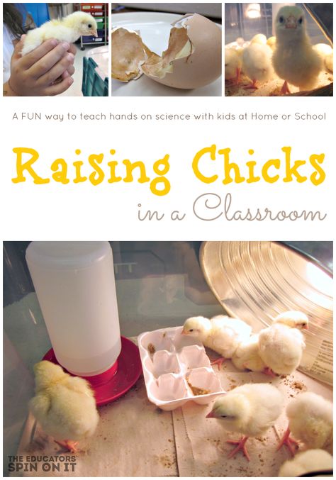 Baby Chick Activities Preschool, Chicken Life Cycle, Classroom Pets, Science Experience, Farm Tips, Raising Chicks, Class Pet, Stem Activities For Kids, Hatching Chicks