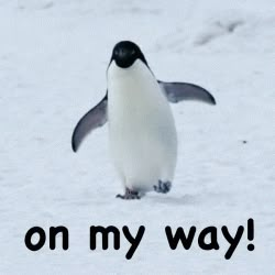 Confused Reaction Pic Emoji, Penguin Gif, Help Gif, Penguin Wallpaper, Running Gif, Penguins Funny, Cute Funny Cartoons, Cute Penguin, Cute Wild Animals