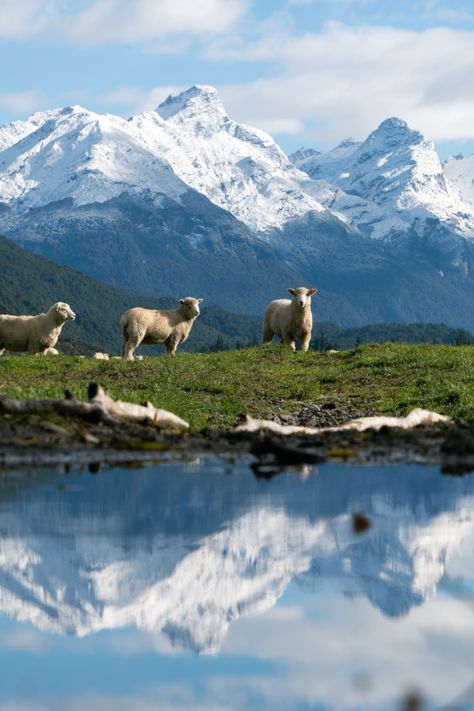 New Zealand mountains with sheep and lake in front of them New Zealand Animals, New Zealand Mountains, Runway Nails, Landscape References, New Zealand Sheep, New Zealand Landscape, Landscape Wall Decor, Living Room Prints, Lake Art