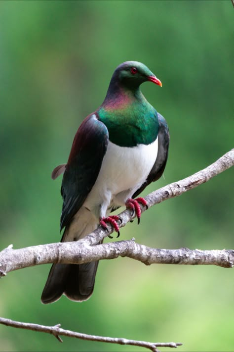 This photo features one of New Zealand's favourite native birds, the #Kererū. It was taken in the wild by Dan while he was walking the length of #NewZealand #TeAraroa #bird #print #etsy #wallart #photoprint Kereru Tattoo, Kereru Art, New Zealand Animals, Birds Of New Zealand, Kereru Bird, New Zealand Birds, New Zealand Birds Drawings, Nz Birds, Flora And Fauna Photography