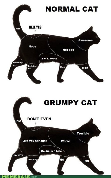 Grumpy Cat Images, Cat Language, Cat Hacks, Kitten Care, Cat Behavior, Cat People, Cat Facts, Funny Animal Memes, Grumpy Cat