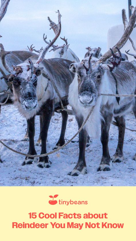 You know Dasher and Dancer and Comet and Vixen, but do you know that reindeer grow beards in the wintertime? Christmas Trivia For Kids, Reindeer Facts, Trivia For Kids, Female Reindeer, Cool Facts, Christmas Trivia, Family Destinations, Grow Beard, Holiday Movie