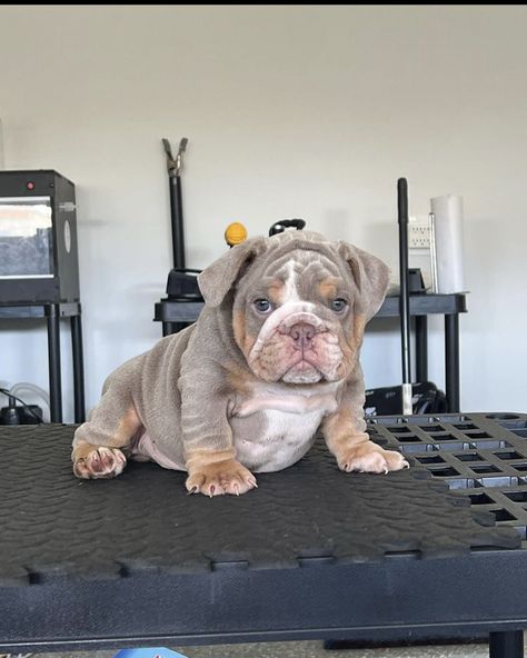 English Bulldog For Sale, Mini Bulldog, Bulldog Tshirt, Olde English Bulldogge, English Dogs, Cute Bulldog Puppies, Dog Mommy, Cute Dogs Images, Bulldog Puppies For Sale