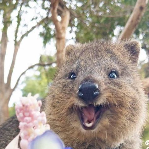 Quokka Drawing, Quokka Wallpaper, Quokka Cute, Skzoo Quokka, Quokka Animal, Cute Quokka, Quokka Baby, Worlds Cutest Animals, Han Quokka