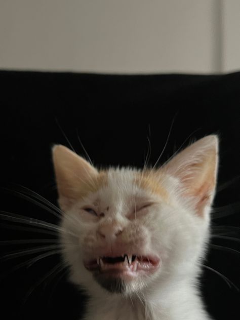 Cat, kitty, kitten, cats Cats Sneezing, Ugly Cats, Surprised Cat, Cat Sneezing, Weird Cats, Surprise Pictures, Ugly Cat, Low Exposure, Cat Cleaning