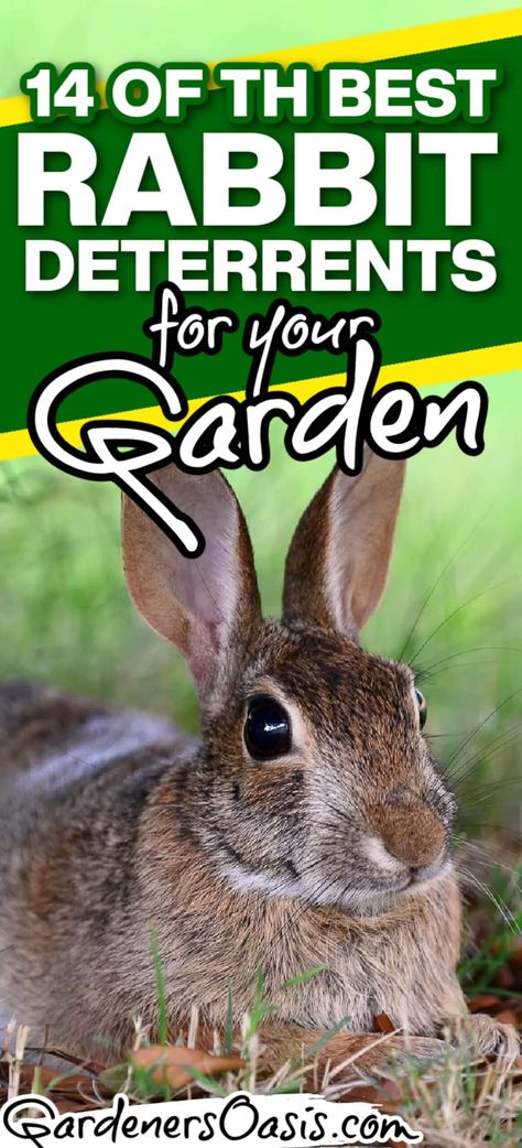 14 Of The Best Rabbit Deterrents For Your Garden Rabbit Deterrent, Rabbit Repellent, Ground Orchids, Full Sun Plants, Garden Pest Control, Perennial Shrubs, Natural Insect Repellant, Evergreen Plants, Spring Plants