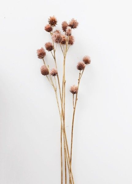 Flor Iphone Wallpaper, Dried Foliage, Dried Floral Arrangements, Sunflower Wallpaper, Deer Art, Dry Plants, Aesthetic Pinterest, Retro Comic, Dried Floral