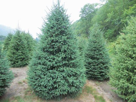 Black Hills Spruce, Lake Backyard, Types Of Evergreen Trees, Picea Glauca, Evergreen Landscape, Colorado Blue Spruce, Conifers Garden, White Spruce, Spruce Tree