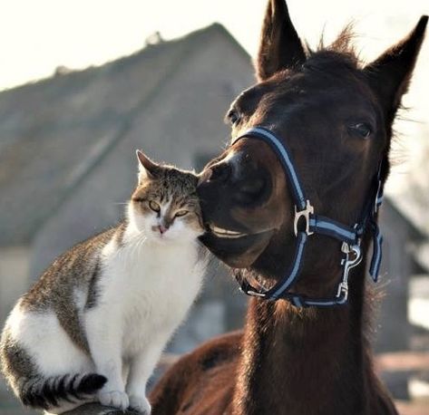 Animals Friendship, Cute Horses, Pretty Horses, Cute Animal Pictures, Horse Love, Funny Animal Pictures, A Horse, Beautiful Cats, Beautiful Horses