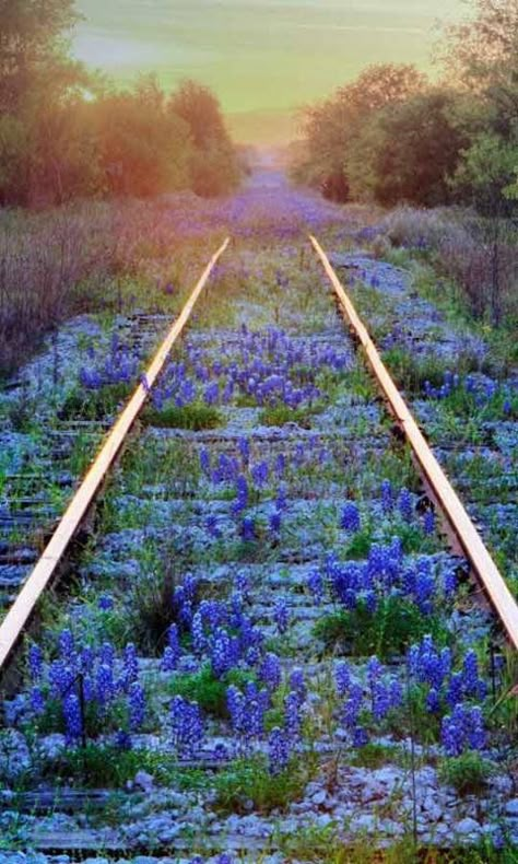 Bluebonnets among the railroad tracks Abandoned Train, Old Train, Train Tracks, Green Gables, A Train, Abandoned Places, Urban Decay, Nature Beauty, Beautiful World