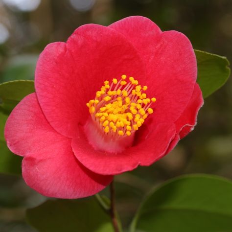 Camellia japonica has appeared in paintings and porcelain in China since the 11th century. Early paintings of the plant are usually of the single red flowering type. However, a single white flowering plant is shown in the scroll of the Four Magpies of the Song Dynasty. Camellia Red, Japanese Camellia, White Flowering Plants, Red Camellia, Camellia Japonica, Camellia Flower, Floral Pattern Design, Medical Art, Song Dynasty