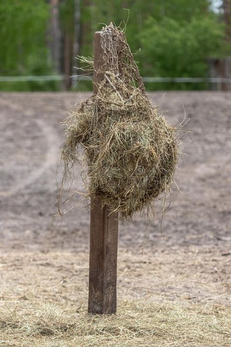 A net filled with hay for horses royalty free stock photos Hay For Horses, Horse Feeding, Horse Paddock, Horse Hay, Horse Feed, Sports Club, Horse Ranch, Equestrian Sports, Vector Illustrations