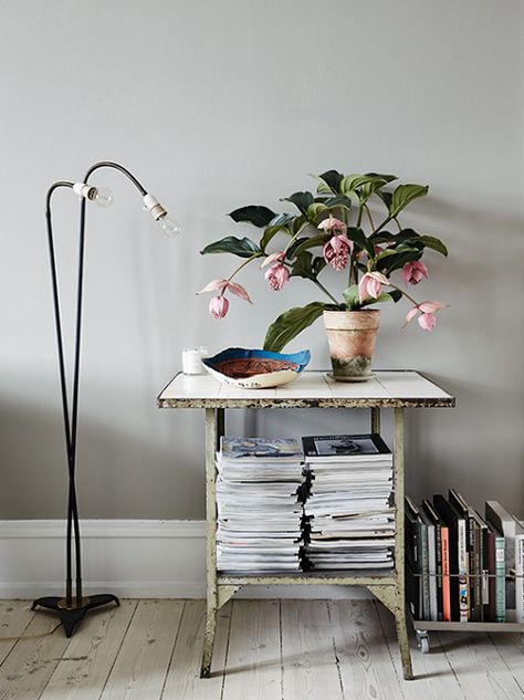 Schoolhouse Style Medinilla Magnifica, Kinfolk Style, Schoolhouse Style, Kinfolk Home, Plants Home, Apartment Chic, Slow Living, Flower Seeds, Beautiful Interiors