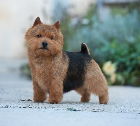 Norwich Terrier Grooming, Norwich Terrier Puppy, Cartoon Dogs, Norfolk Terrier, Norwich Terrier, Silky Terrier, Terrier Breeds, Westie Dogs, Purebred Dogs