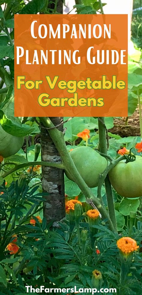 green tomatoes on the vine with orange marigolds salmon colored nasturtiums and zinnias planted around them with words written that read companion planting guide for vegetable gardens the farmerslamp.com Companion Planting Chart Raised Beds, Companion Planting Vegetables Layout, Companion Planting Chart, Companion Planting Guide, Planting Marigolds, Companion Planting Vegetables, Companion Gardening, Garden Companion Planting, Container Vegetables