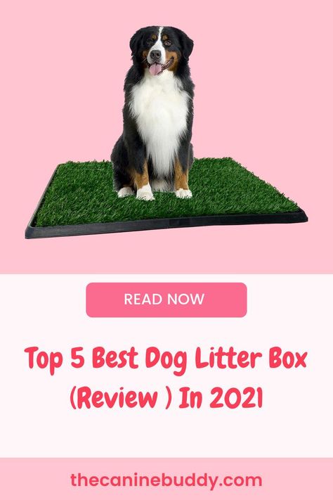 After having a tiring day at work, it is evident for you to get irritated with dog litter all around the house. But you have got nothing to worry about as the following article will provide you with adequate knowledge on dog litter box products! In this you'll see the list of top 5 dog litter box available on Amazon.

1. PetSafe Pet Loo Dog Potty Tray
2. Omeuamigo Dog Pee Pads

 Read the full article . . . Dog Litter Box Ideas, Keeping Dog Out Of Cat Litter, Shaping Box For Dog Training, Dog Proof Litter Box, Litter Box Odor Control, Dog Litter Box, Puppy Litter, Dog Pop, Outside Dogs