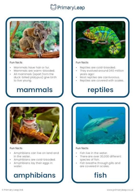 This set of flashcards includes colourful photographs of vertebrates that include mammals, birds, fish, amphibians, and reptiles. Each flashcard also includes some fun facts for children to learn about different groups of vertebrates. Reptiles Activities, Food Chain Worksheet, Food For Energy, Digraphs Worksheets, Vertebrates And Invertebrates, Science Food, Facts About Animals, Geography For Kids, Montessori Lessons