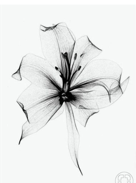 Tattoo Lily, 27 Tattoo, Lotusblume Tattoo, Jack Tattoo, Diy Tattoo Permanent, Inspiration Tattoos, Mandala Tattoo Design, Diy Tattoo, Spine Tattoos