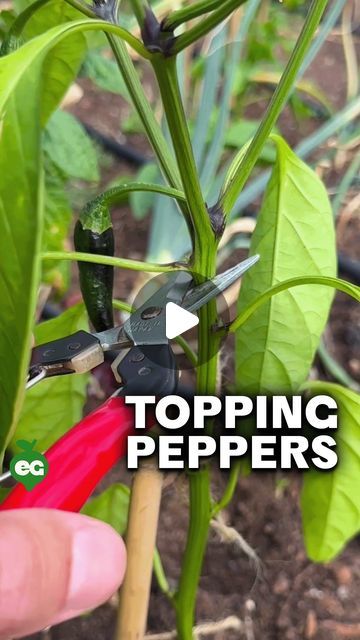 We help you grow. on Instagram: "Should you prune your #pepper plants? This advice has been spread around for ages, and honestly - we've done it as well. But we don't anymore, for a few reasons:  First, what is "topping"? It's a weirdly-phrased way to describe snipping the growing tip off of your pepper plants when they're young to force lower branching, creating more foliage and theoretically more peppers.   While it CAN work, we'd only use it in one specific scenario:  If you have a long, warm growing season, it's early in the season, and the pepper you're topping produces small peppers in large amounts. Think a Thai chili, or a shishito.   We wouldn't do it with a large pepper like a bell, or in a short season - there's just not enough time to "make up the difference" when you chop the Growing Peppers In Garden, Pepper Plant Support, What To Do With Peppers, Pepper Plants Growing Tips, Tabasco Peppers, Small Peppers, Growing Chili Peppers, Bell Pepper Plant, Thai Chili Pepper