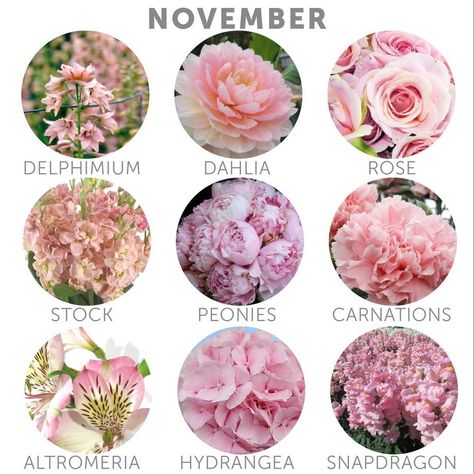 Happy November! Here's a selection of some flower types that are currently in season! Choosing in-season flowers can help you save money on your floral budget! #wedding #weddingflowers #budgetwedding #pink #budgetsavvybride #budgetbride #weddingtip #bridetobe #engaged #weddingplanning #novemberflowers Wedding Flowers Types, Wedding Flowers November, Popular Wedding Flowers, Wedding Flower Types, Flowers Types, Wedding Flowers Roses, Cheap Wedding Flowers, Silk Rose Petals, Wedding Flower Girl Basket