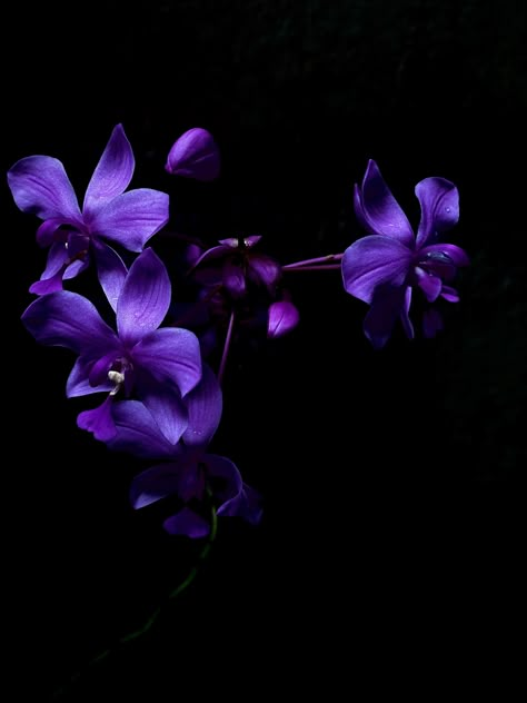 purple Orchid Purple Aesthetic, Purple Orchid Aesthetic, Purple Flowers Aesthetic, Orchids Purple, Watch Backgrounds, Dark Purple Flowers, Violet Plant, Wallpaper Purple, Orchid Purple