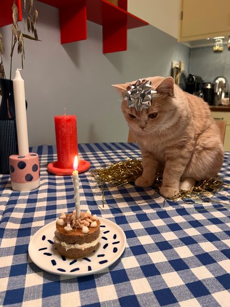 Cake For A Cat, Cats First Birthday Party, Pet Birthday Ideas Cat, Birthday Ideas For Cats, Cat Birthday Ideas For Cats, Birthday Party For Cat, Cat Birthday Cake For Cats, Birthday Cakes For Cats, Cats Birthday Cake