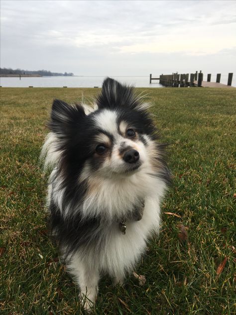 Pickle the Pomeranian mix with papillon. Loving being near the water in Annapolis Maryland. Husky Mixed With Pomeranian, Pomeranian Mix Puppies, Papillon Mix, Pomeranian Husky, Papillon Puppy, Pomeranian Mix, Pet Corner, Annapolis Maryland, Beagle Mix