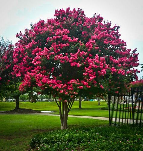 Complete Guide to Crape Myrtles | Origin, Care, History & More Crepe Myrtle Landscaping, Pink Crepe Myrtle, Crape Myrtle Tree, Crepe Myrtle Trees, Myrtle Tree, Crepe Myrtle, Garden Posts, Crape Myrtle, Front House Landscaping