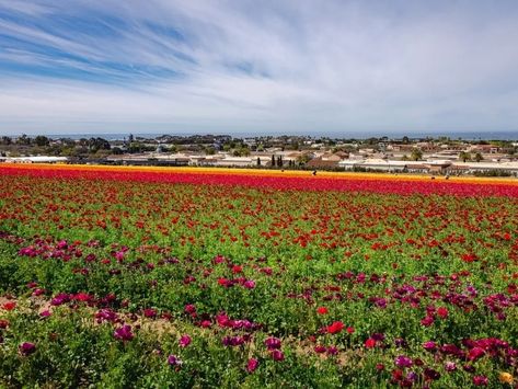 The Flower Fields To Soon 'Spring Into Color' In San Diego County | Carlsbad, CA Patch Carlsbad Flower Fields, Million Flowers, Outdoor Music, First Day Of Spring, Groundhog Day, San Diego County, Group Tours, The Ranch, Blooming Flowers