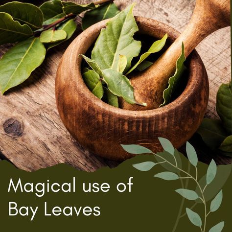 The bay leaf is a powerful magical tool with a long history of use in spiritual practices, spells, and rituals. It is believed to have powerful protective, purifying, and divinatory properties, making it a popular ingredient in various magical rituals and spells. I can start with letting you on a secret. You already know how to magically use the Bay leaves! :) It may help if I give you another name you can find them under: Laurel leaves. Protection Rituals, Witch Apothecary, Witch Spells, Spells And Rituals, Plant Magic, Plant Medicine, Witchcraft Spells, Laurel Leaves, Bay Leaf