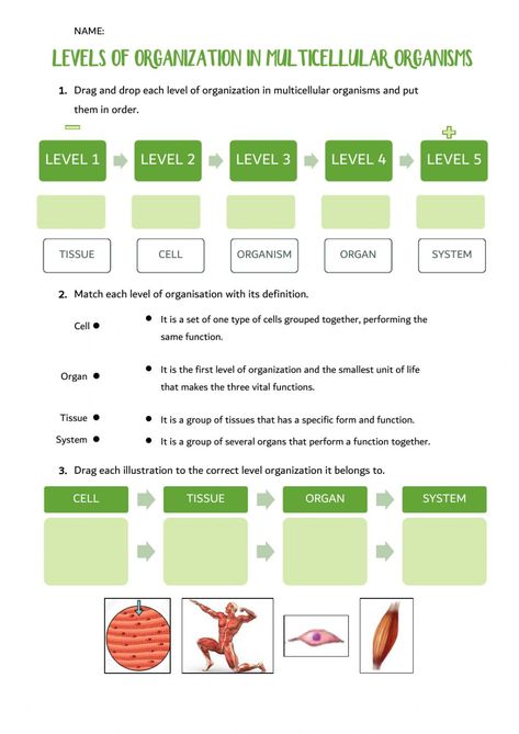 Levels Of Organization Biology, Levels Of Organization, Biology Worksheet, Cursive Writing Worksheets, Biology Classroom, Paragraph Essay, Math Work, Word Recognition, 1st Grade Worksheets